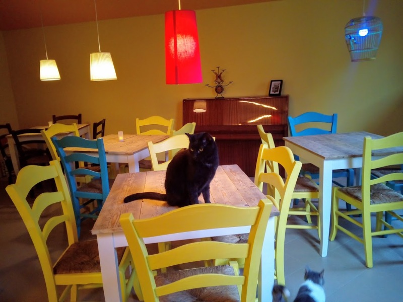 Alla scoperta dei Cat Cafè italiani: il Neko Cat Cafè
